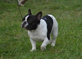 Wunderschöne schwarz-weiße französische Bulldogge foto