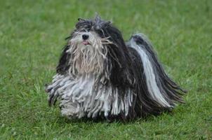 Entzückender schwarz-weißer Puli-Hund foto