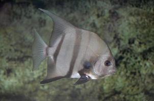 Silberner Atlantischer Spatenfisch, der unter Wasser entlangschwimmt foto