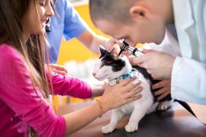Tierarzt, der das Gehör der Katze beim Tierarzt untersucht foto