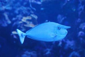 blauer einhornfisch, der unter wasser schwimmt foto