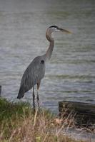 Seitenprofil eines großen blauen Reihervogels durch den Rand des Wassers foto