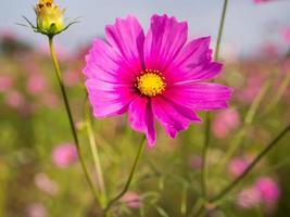 Rosa Moosblumen unter bewölktem blauem Himmel foto