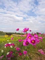 Rosa Moosblumen unter bewölktem blauem Himmel foto