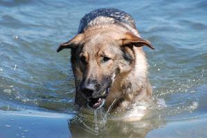 Deutscher Schäferhund, der aus dem Wasser auftaucht foto