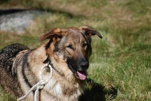 schönes Gesicht des deutschen Schäferhundes foto