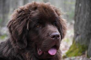 schöner brauner Newf-Hund mit herausgestreckter Zunge foto