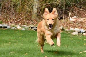 entzückender toller Hund, der in die Luft springt und süß aussieht foto