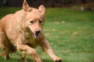 Entzückender goldener toller Hund, der läuft und springt foto