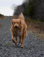 entzückender Duck Tolling Retriever, der entlang einer Schotterstraße joggt foto