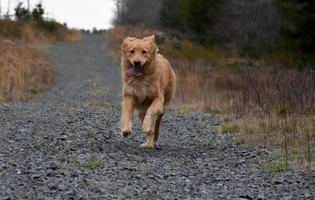 entzückender laufender nova scotia duck tolling retriever hund foto