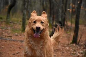 lustiger Duck Tolling Retriever Hund mit Ohren nach oben foto