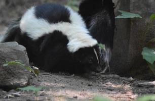 flauschiges, weiß und schwarz gestreiftes Stinktier, das entlangkriecht foto