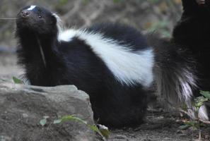 süße kleine schwarze Nase auf einem Stinktier, das die Luft schnüffelt foto