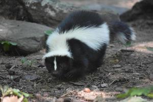 schleichendes wildes schwarz-weißes Stinktier in der Natur foto