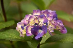 Wunderschöne lila blühende Hortensienblüten in voller Blüte foto