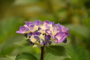 angehende Hortensie, die gerade zu blühen und zu blühen beginnt foto