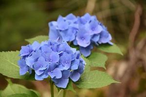 hübsche hellblaue Hortensienblüten blühen und blühen foto