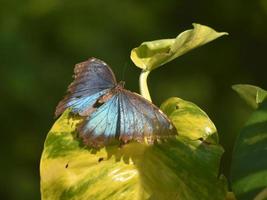 Blick auf die Flügel eines blauen Morpho-Schmetterlings aus der Nähe foto