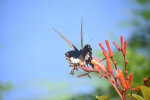 hübscher Schwalbenschwanzschmetterling, der auf einer Blume landet foto