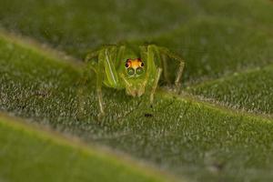 erwachsene weibliche durchscheinende grüne Springspinne foto