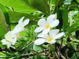 schöne weiße und gelbe Plumeriablumen, die auf Baum, Frangipani, tropischen Blumen blühen. Nachmittagslicht foto