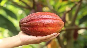 Reife rot-orange-gelbe Kakaofrucht, die von einer jungen asiatischen Hand auf dem Bauernhof gehalten wird. Kakaoschote oder Theobroma cacao l. ist ein kultivierter Baum in Plantagen und die Grundzutat für die Herstellung von Schokolade. frischer Kakao. foto