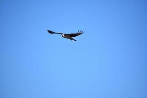 Fischadler fliegen mit gefiederten Flügeln im Flug foto