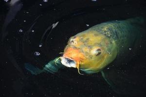 Erstaunliche Koi-Fische, die in dunklen Gewässern schwimmen foto