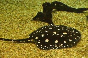 entdeckte Meereslebewesen mit einem schwimmenden Stachelrochen foto