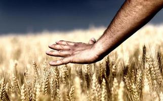 männliche Hand, die Weizen berührt