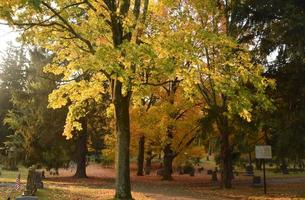 Bunte Bäume auf einem Friedhof im Herbst foto