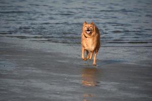 Hund in Aktion am Strand laufen foto