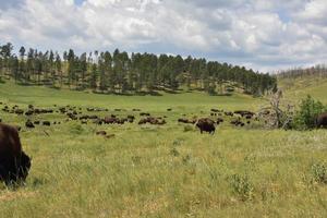 South Dakota Herde grasender Büffel im Sommer foto