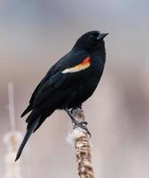 männlicher rotflügeliger schwarzer Vogel foto