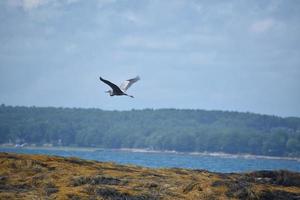 Fliegender Reiher über Casco Bay in Maine foto