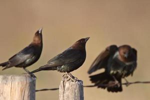 männliche braunköpfige Cowbirds sammeln sich foto