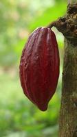 rote Kakaofrucht am Baum im Feld. Kakao oder Theobroma-Kakao l. ist ein kultivierter Baum in Plantagen, der aus Südamerika stammt, aber jetzt in verschiedenen tropischen Gebieten angebaut wird. Java, Indonesien. foto