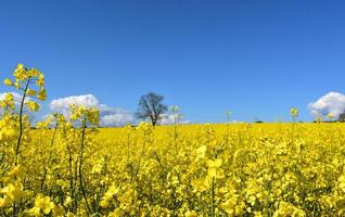 Schönes Feld mit blühendem gelbem Raps in voller Blüte foto