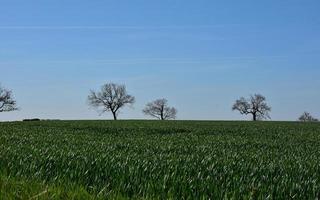 grüne Pflanzen und Ackerland mit Bäumen in der Ferne foto