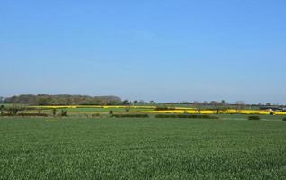 großes grünes Acker- und Rapsfeld foto