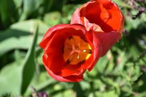 Blick aus der Nähe in die blühenden roten Tulpenblüten foto