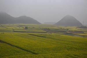 gelbes rapsblumenfeld mit dem nebel in luoping, china foto