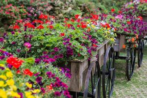 Blumen auf dem Wagen foto