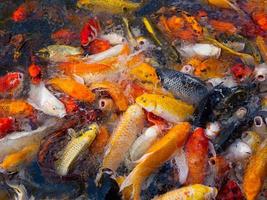 bunte ausgefallene Karpfenfische, Koi-Fische foto