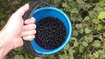 im Sommergarten gereifte Beeren foto