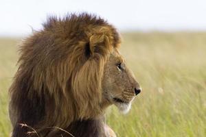 Porträt eines männlichen Löwen foto