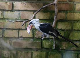 Nördlicher Rotschnabeltoko. ein Vogel, der auf einem Ast sitzt. Tockus Erythrorhynchus. foto