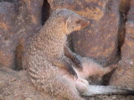 männliches Erdmännchen im Sitzen foto