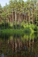 Reflexion von Bäumen foto